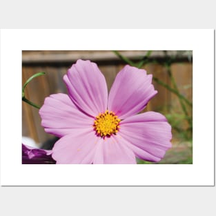 Pink Cosmos Flower Posters and Art